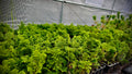 Hinoki Cypress 'Kosteri' – Bonsai Starter Plug