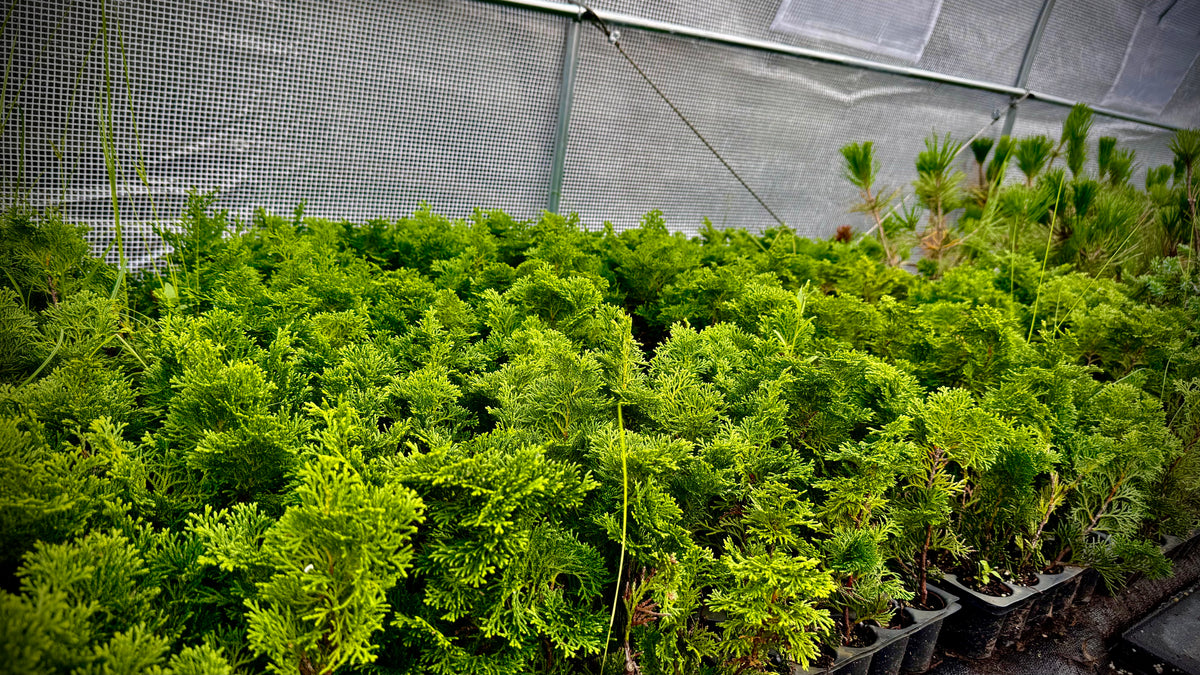 Hinoki Cypress 'Kosteri' – Bonsai Starter Plug