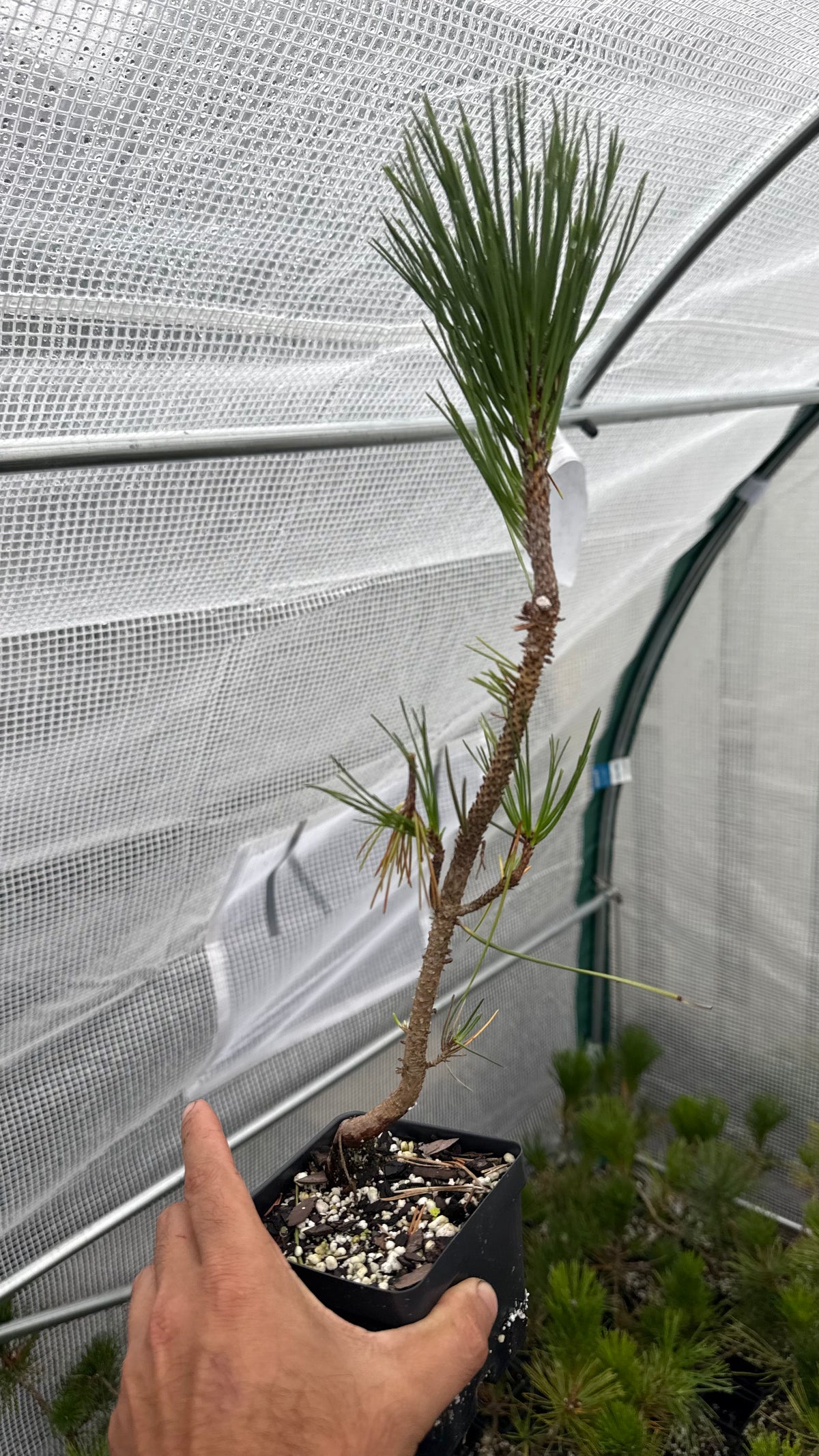 Japanese Black Pine