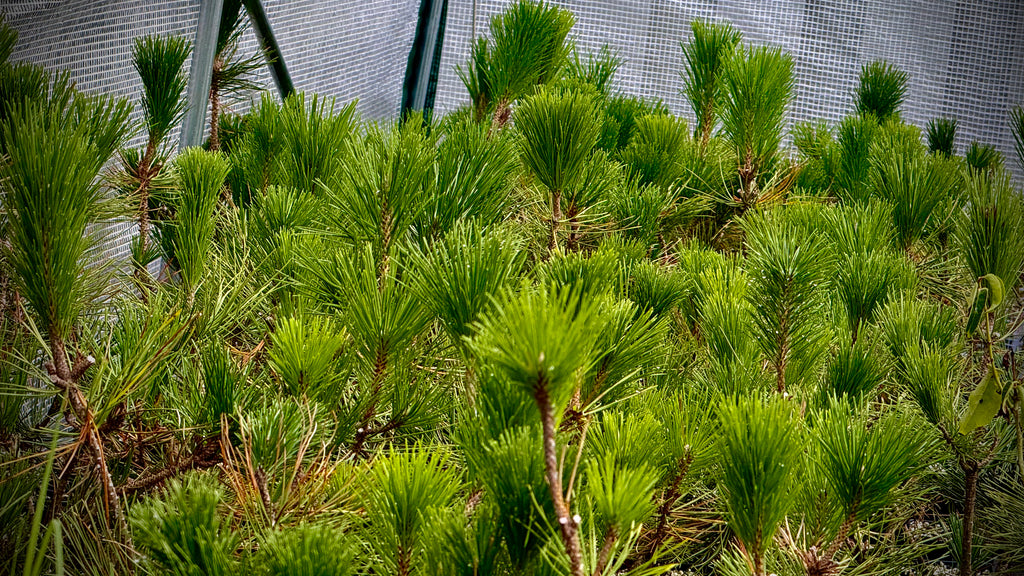 Japanese Black Pine