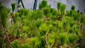 Japanese Black Pine