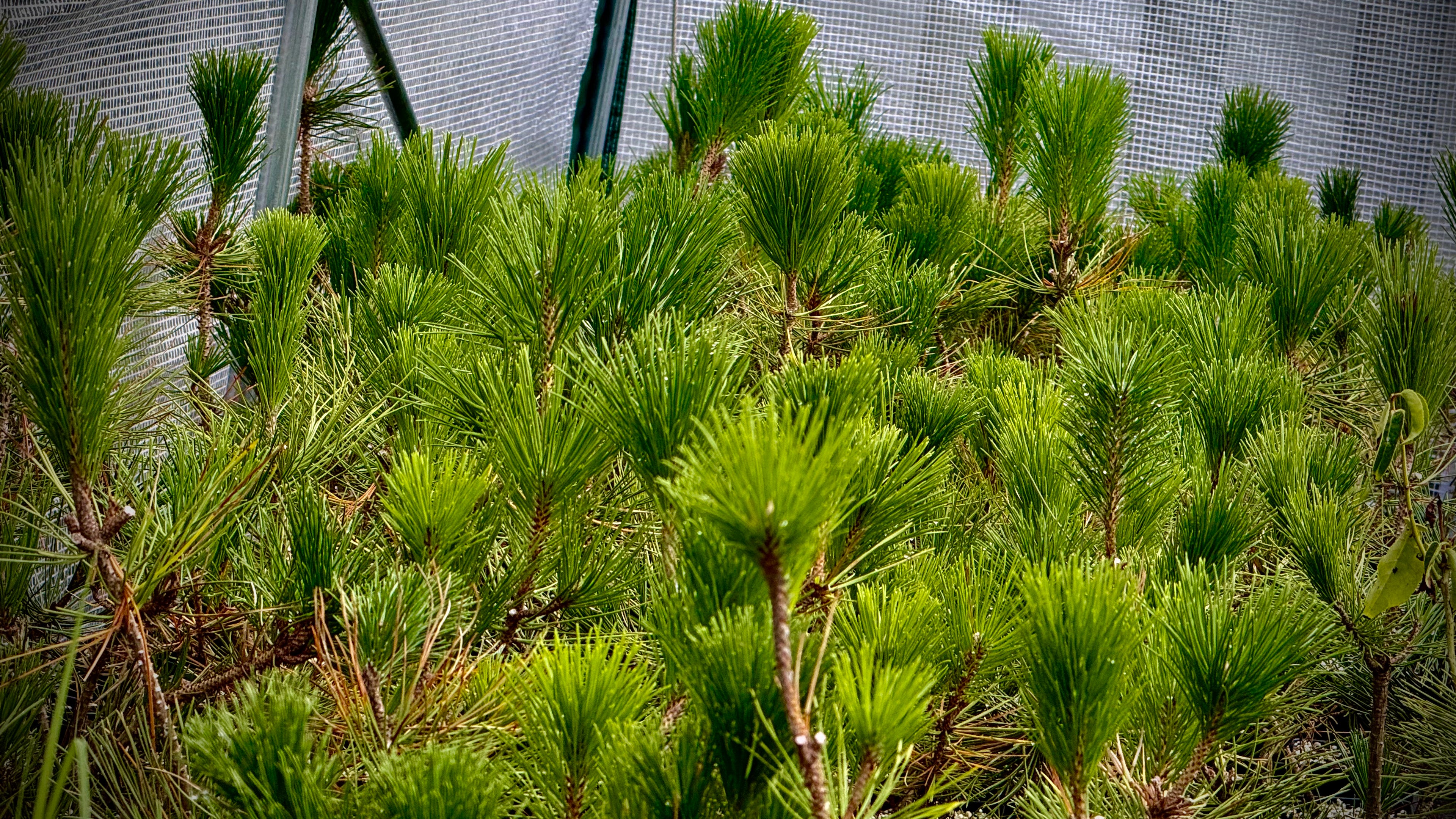 Japanese Black Pine