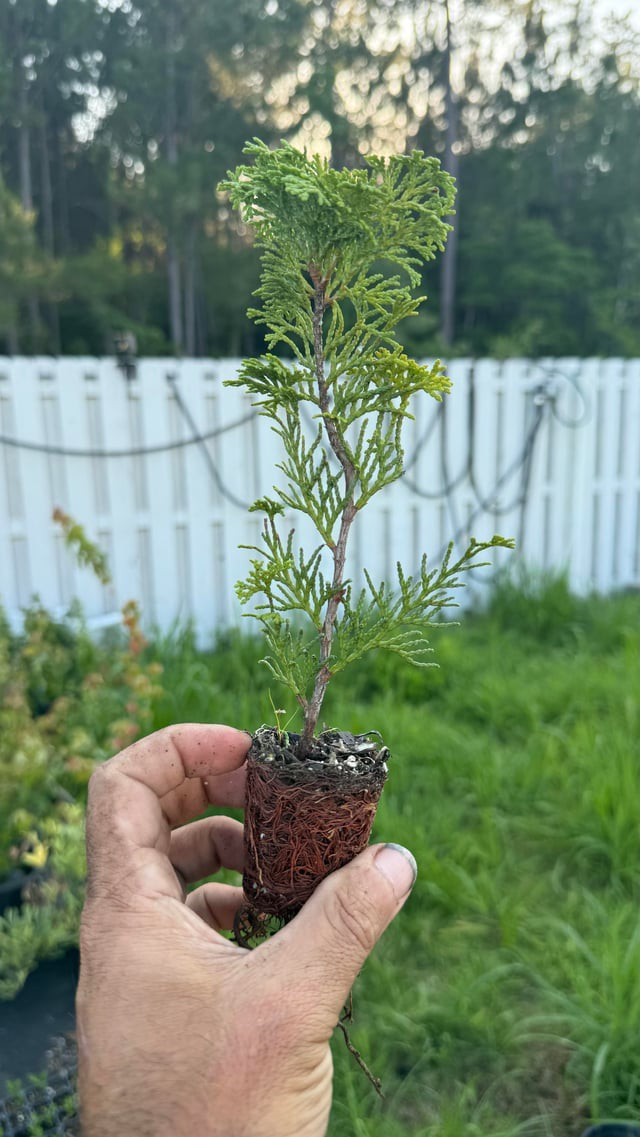 Hand holding a rooted Hinoki Cypress plug showing healthy root structure