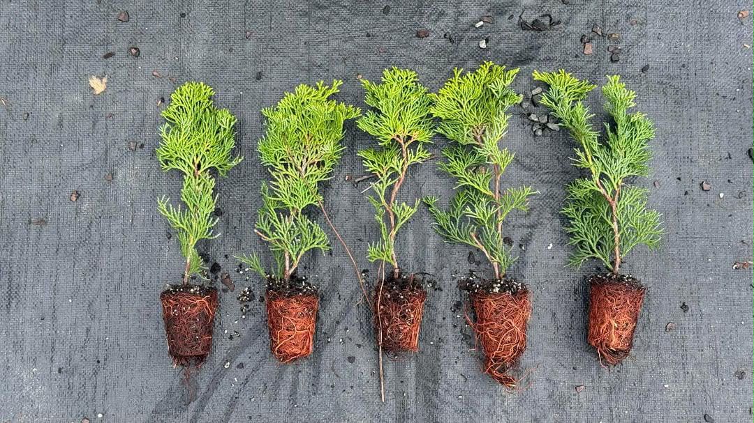 Five Hinoki Cypress plugs laid out showing size and root development
