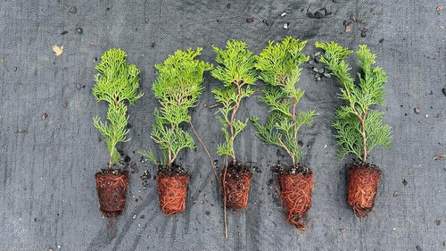 Five Hinoki Cypress plugs laid out showing size and root development